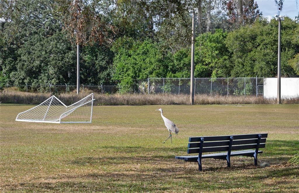 Soccer field in Woodlands Park