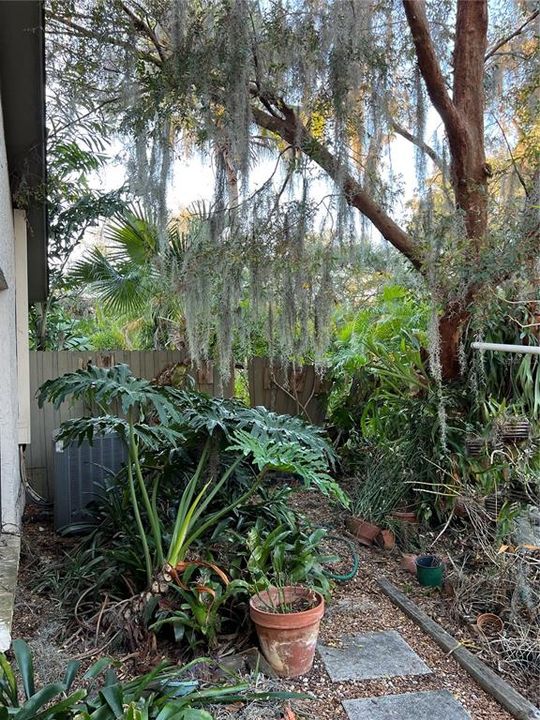 Lush vegetation in backyard