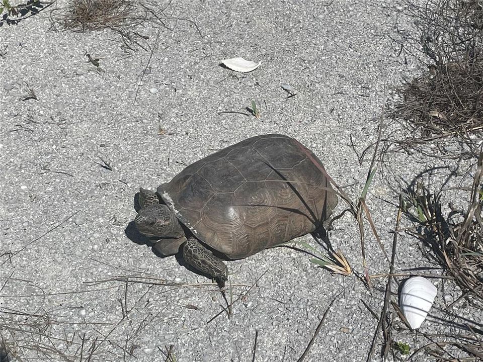 One of Friendly Neighbor Tortoise