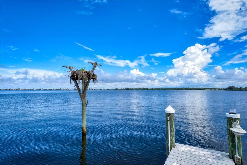 Beautiful Osprey Nest