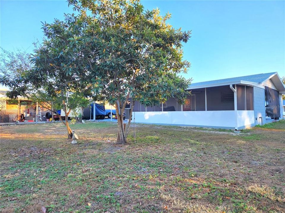 Fruit Tree in Backyard