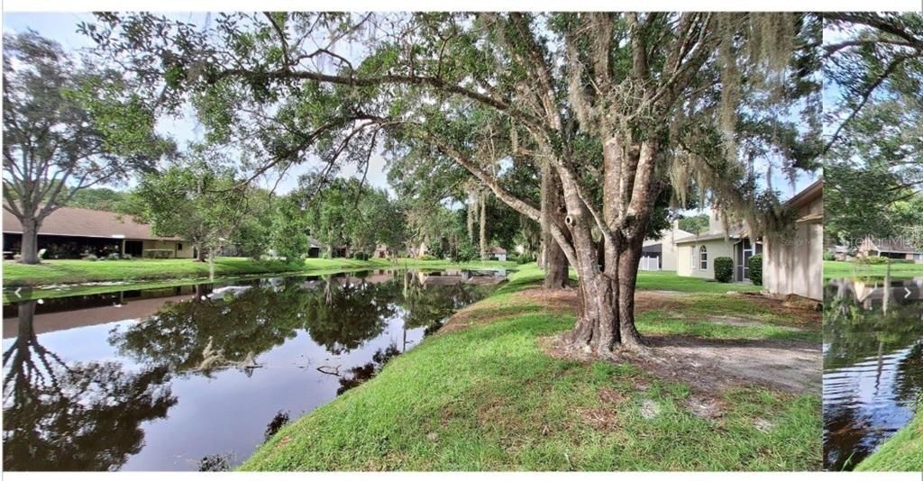 Pond View