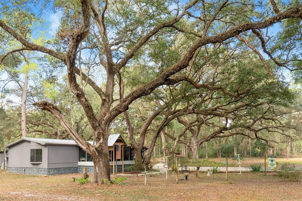 Towering Oaks