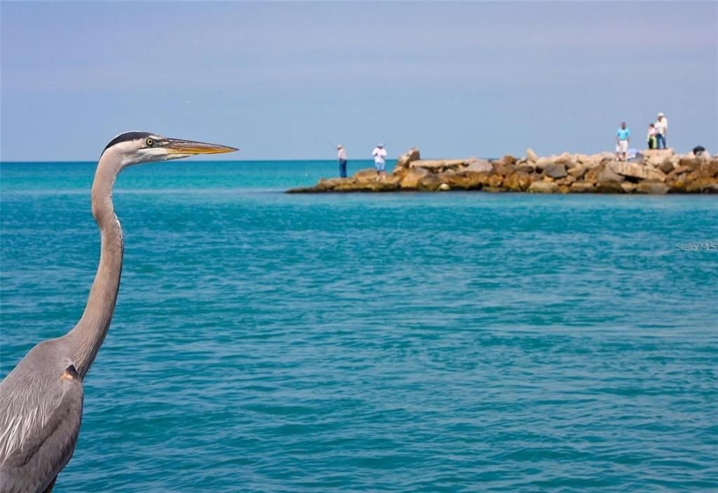 Venice Jetty