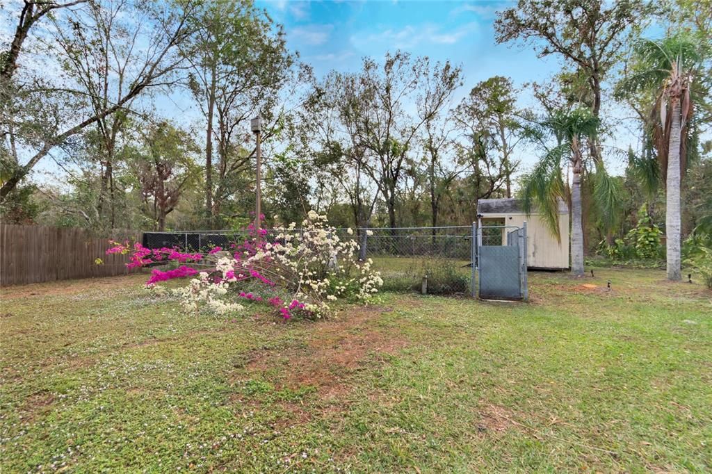 Fenced Kennel View