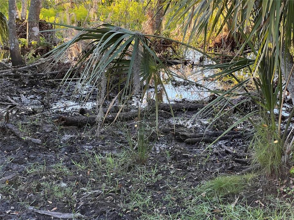 Wetlands