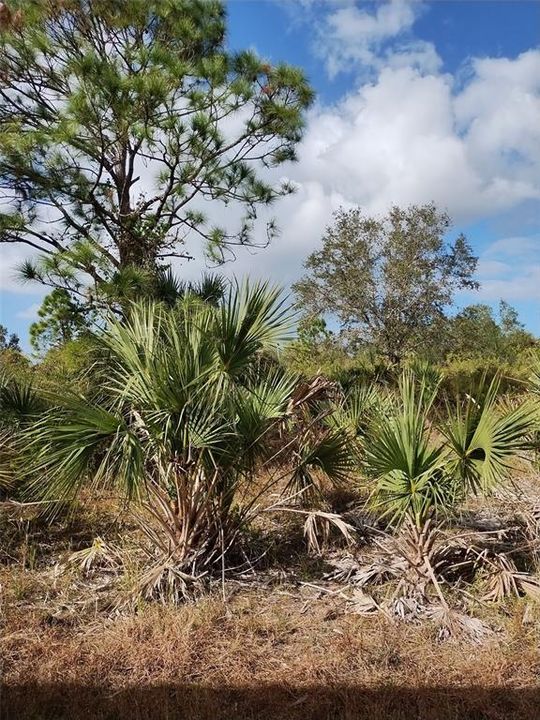 На продажу: $21,000 (0.23 acres)