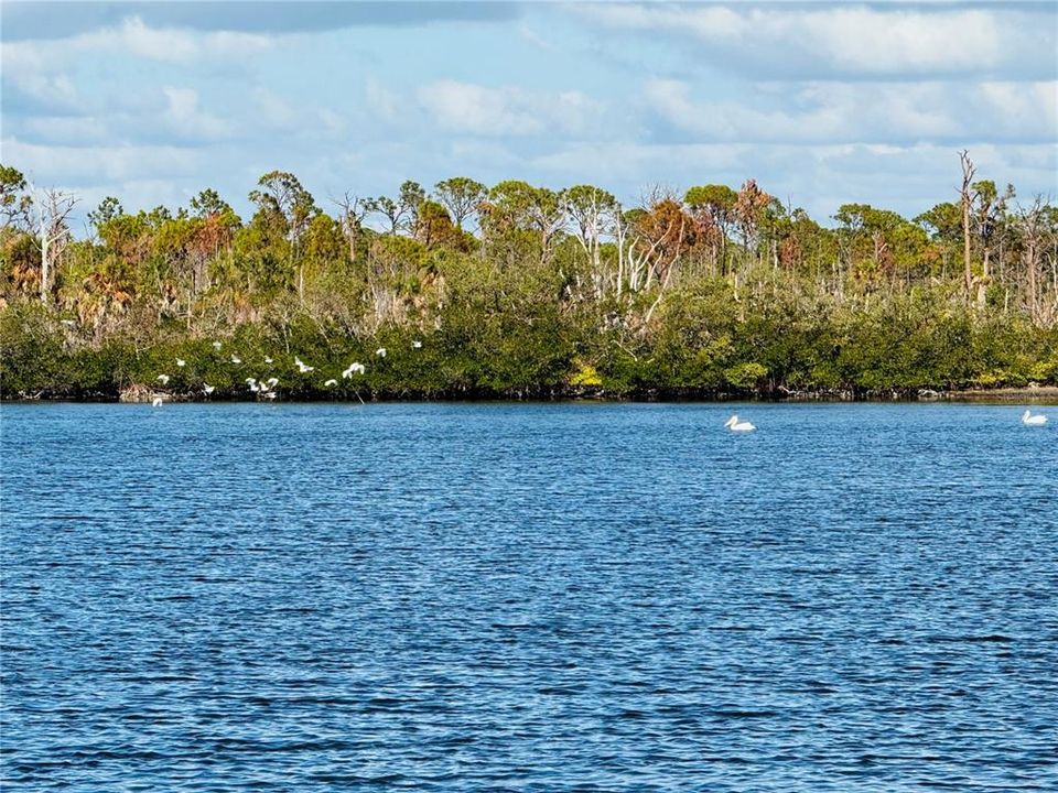 Some of the many birds you will encounter here!!