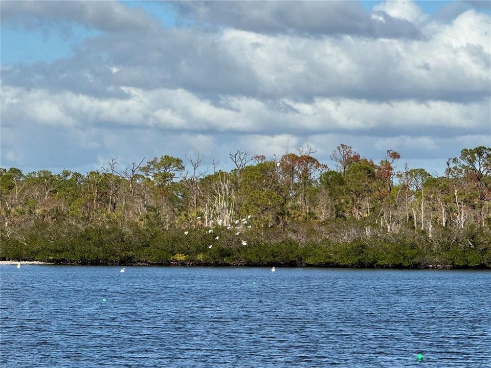 Some of the many birds you will encounter here!!