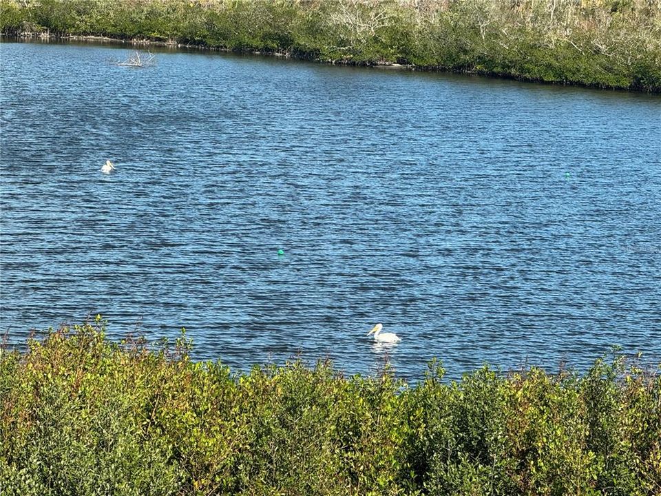 Check out the white pelicans!!