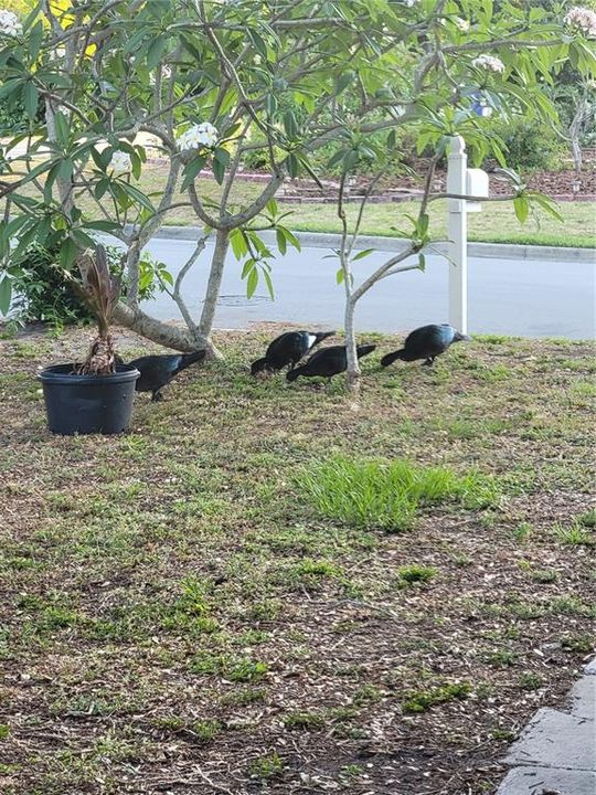 Neighborly ducks in the front yard.