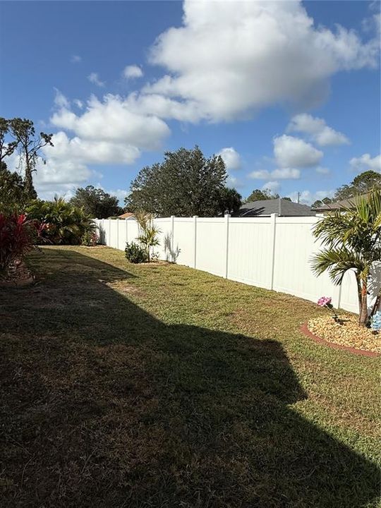 Fence line lined with palm trees for added privacy from neighbor.