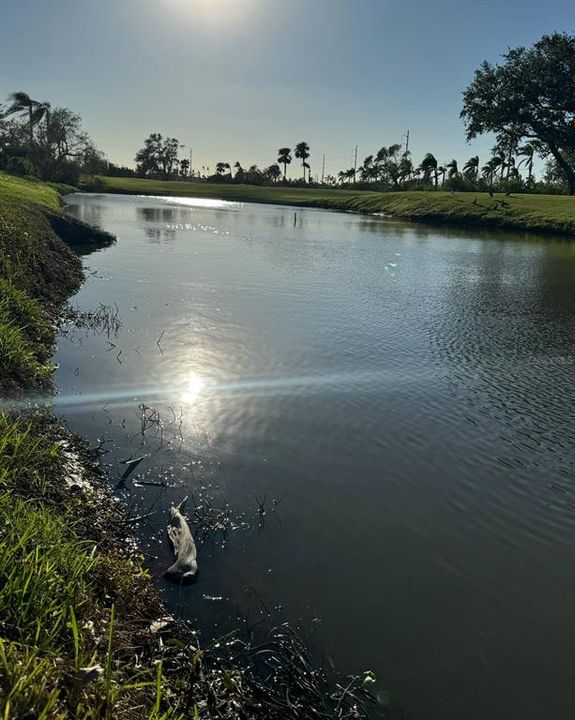 Sunsets over the ponds