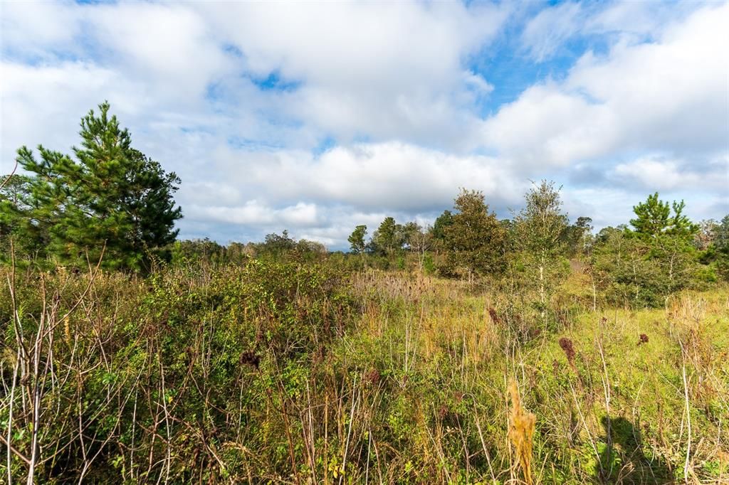 Vacant, undeveloped land