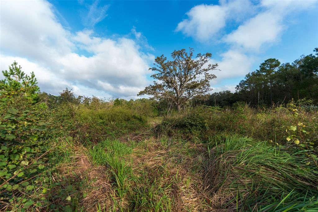 Vacant, undeveloped land