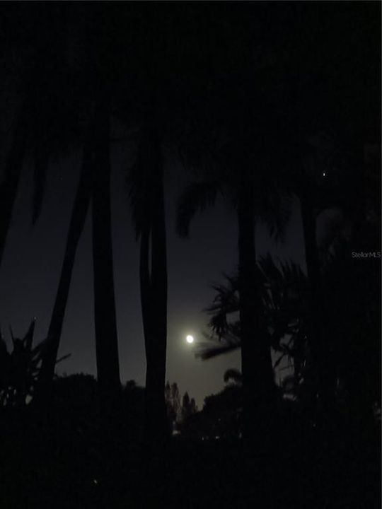 Pool area - Night moon.