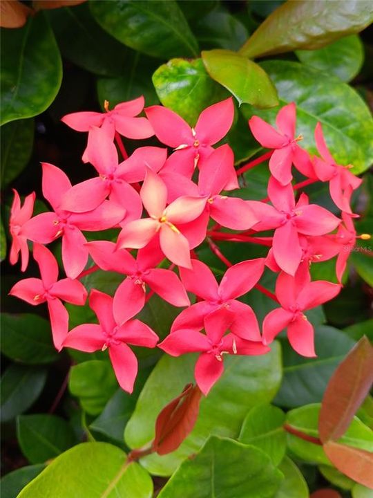 Multiple flowering plants on the property.