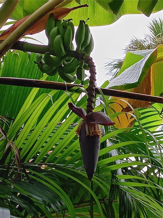 Multiple plantain / banana trees on property.