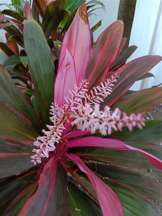 Multiple flowering plants on the property.