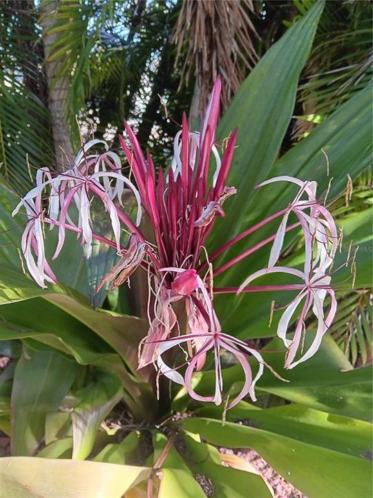 Multiple flowering plants on the property.