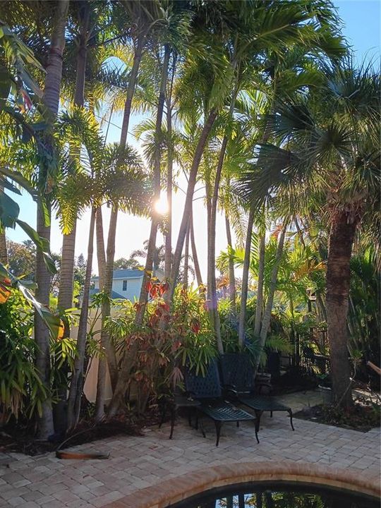 Pool area - Morning sun.