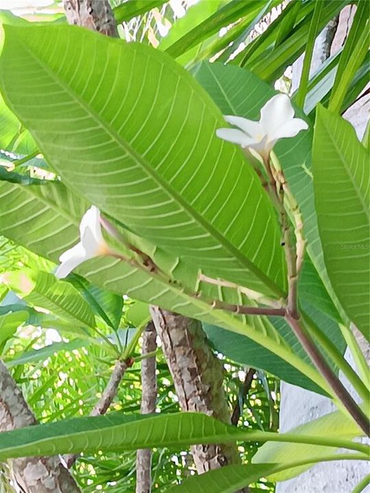 Multiple large plumeria trees on the property.