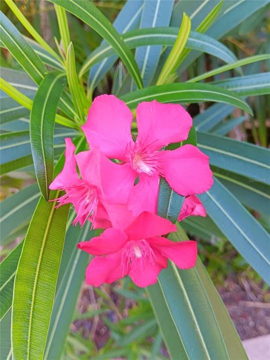 Multiple flowering plants on the property.