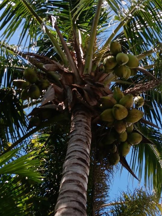 Three mature coconut trees on the property.