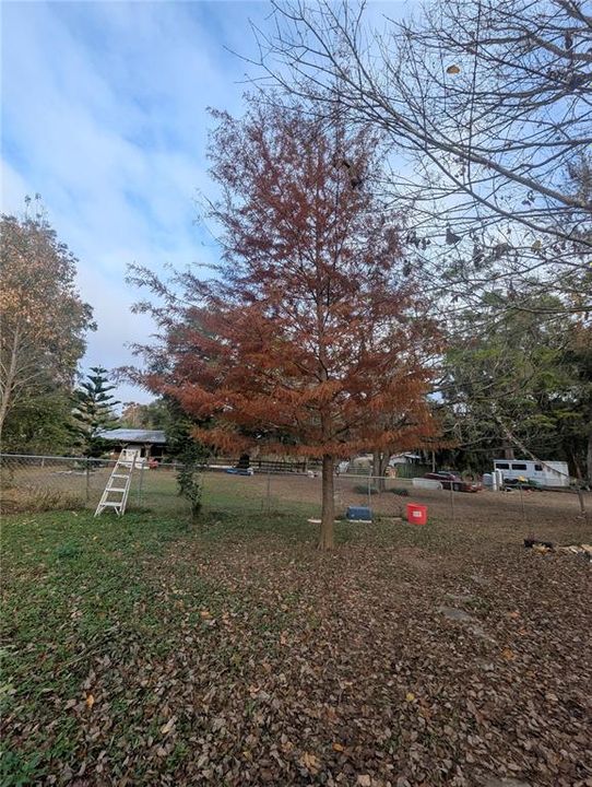 Side yard separate fence for dogs