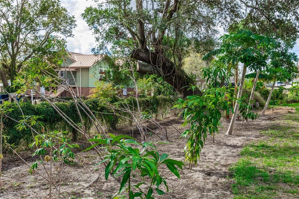 Fruit Trees