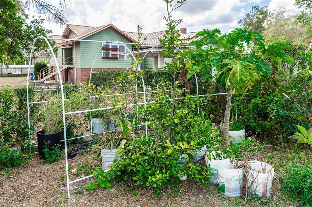 Partial Collection of Fruit trees