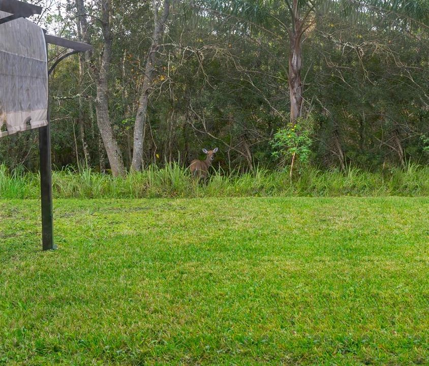 Deer in the backyard