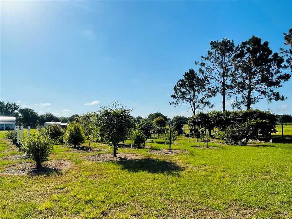 Fruit trees