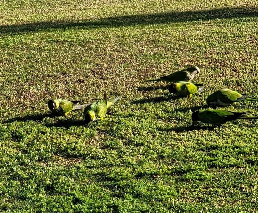 Our local parkeets