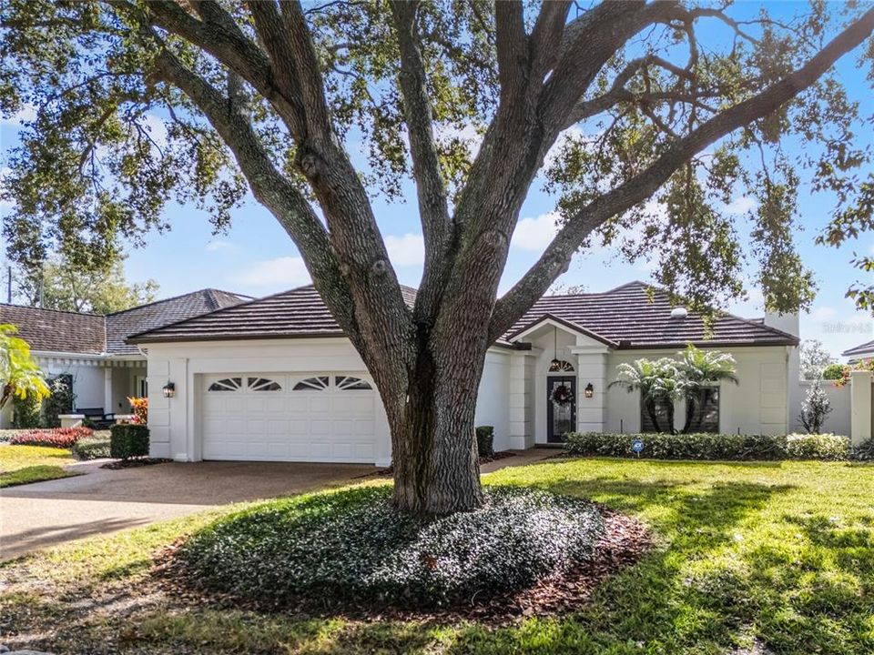 Oak Tree in front yard