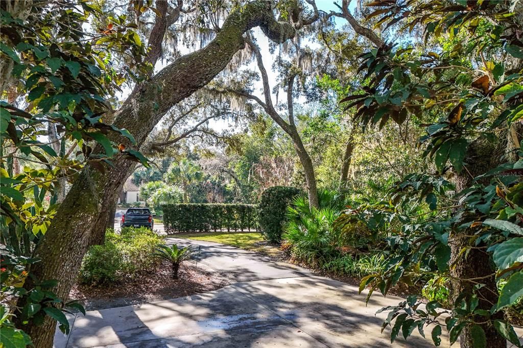 Majestic Oaks over circular drive