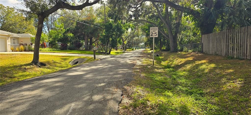 Tree lined street