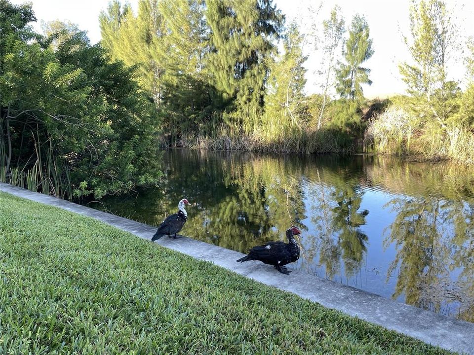 FRESHWATER CANAL