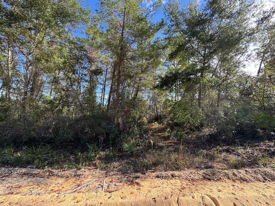 Forestry border at rear of property