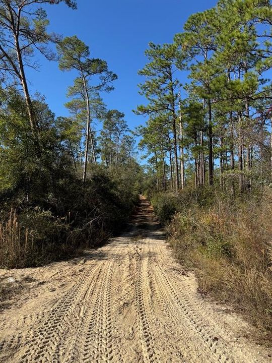 Forestry trail access across from property