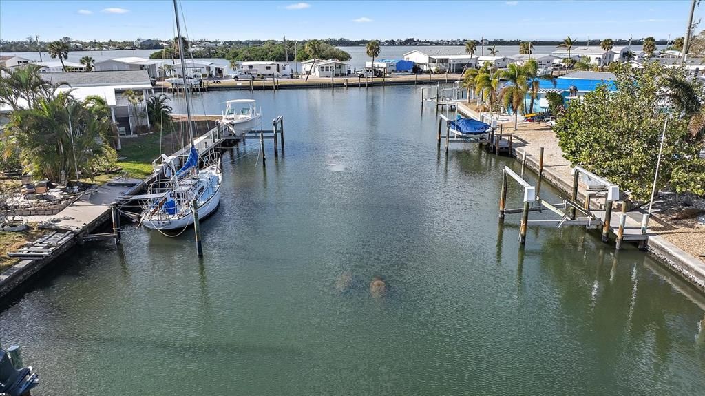 manatees!