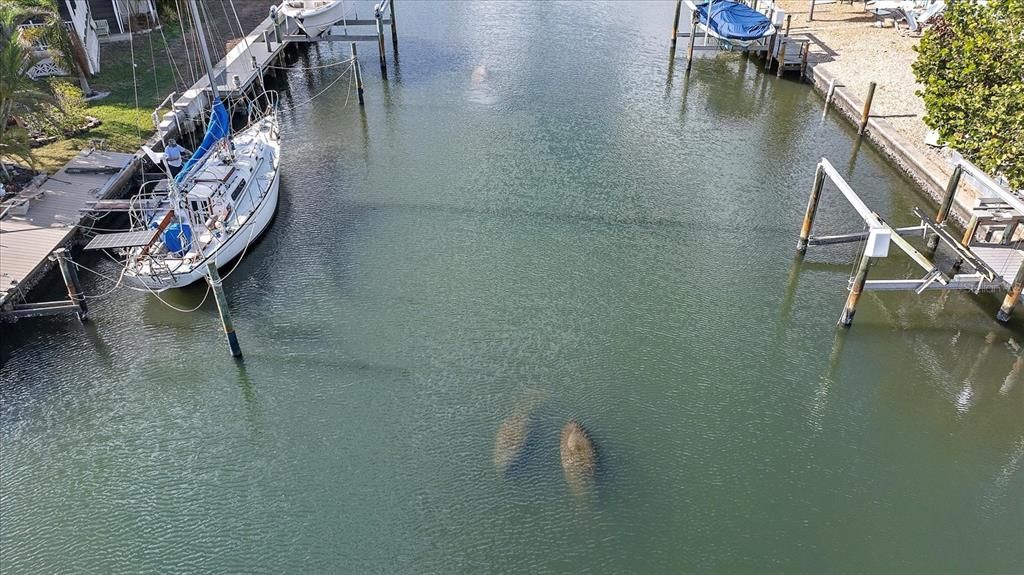 manatees!