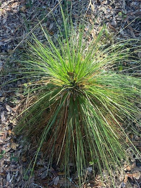 Hand planted Long leaf pines