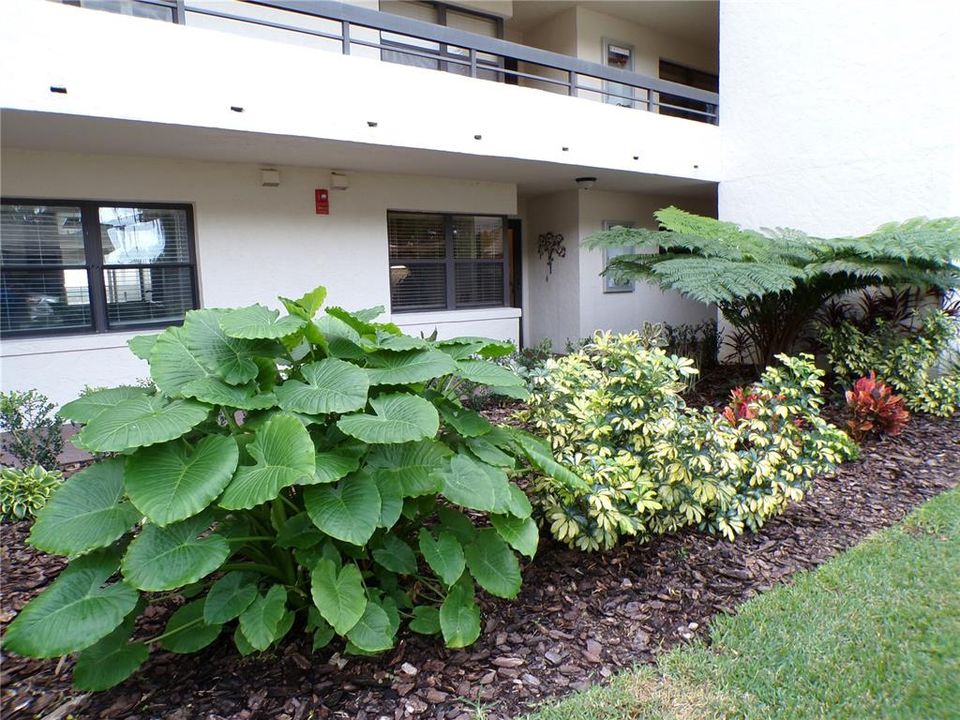 Front Door Foliage