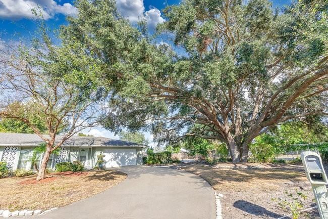 Picturesque tree is the perfect backdrop for an Instagram picture