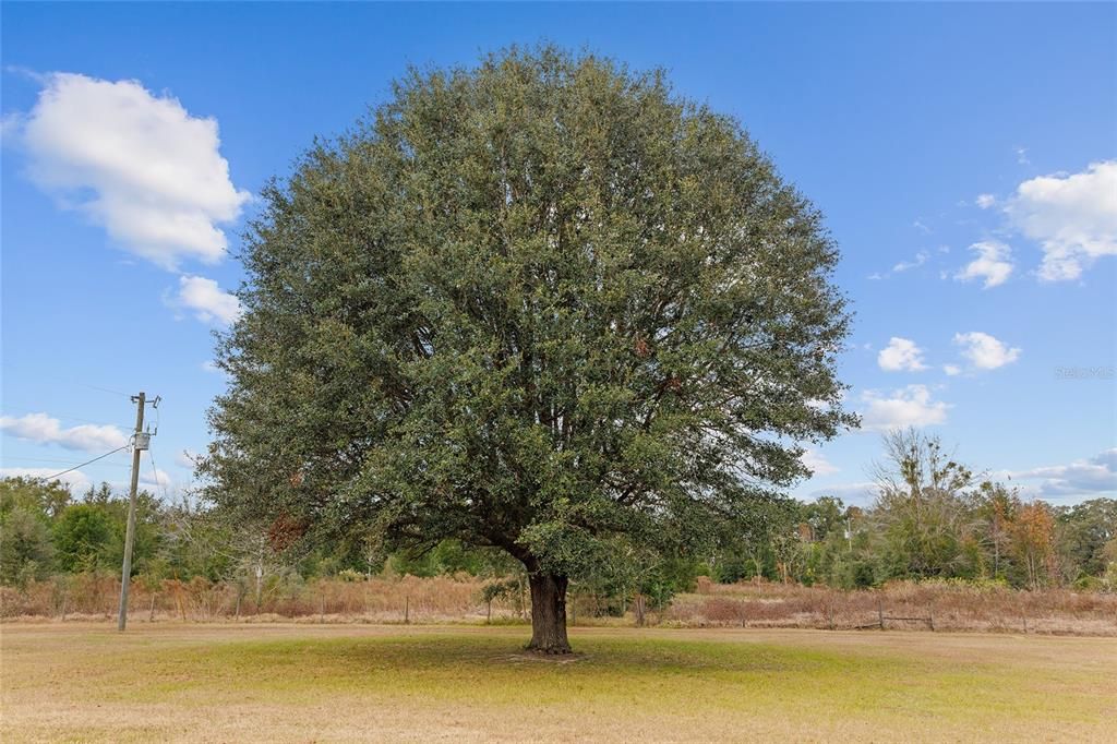 One of the magnificent trees on the property