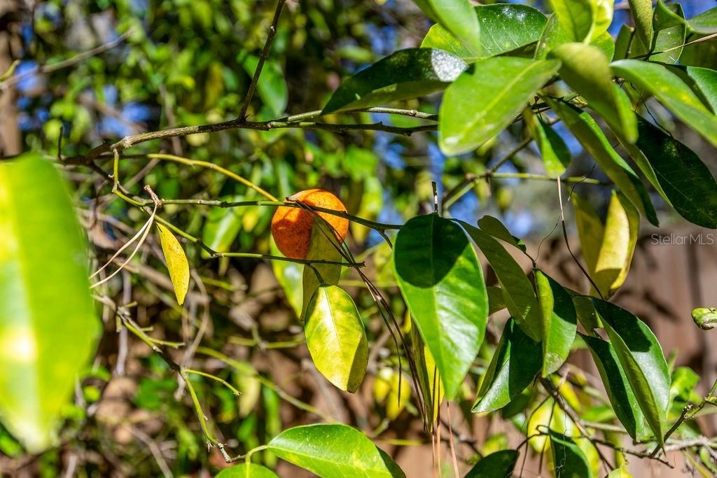 Fruit tree