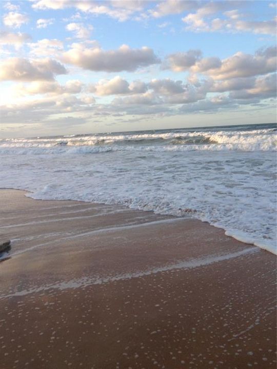 Walk your furbaby on the beach to collect treasures