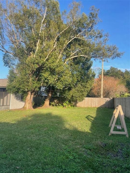 Mature shade tree house