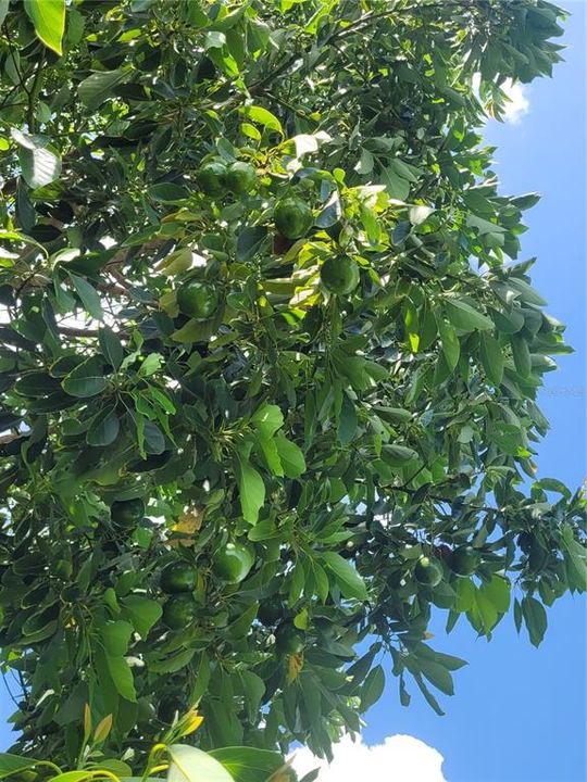 Advocado Producing Tree